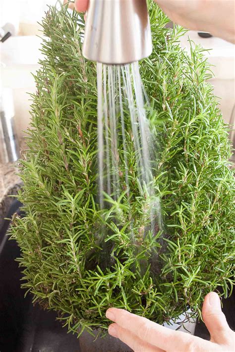 Rosemary Powder moisture meter|watering rosemary indoors.